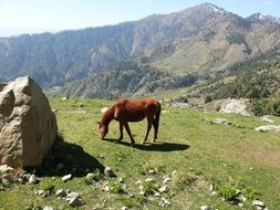 horse grazing on the valley in mountains