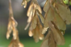 dry tree seeds