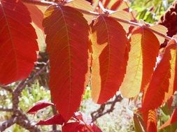 red autumn leaves in a play of light and shadow