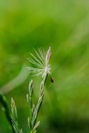 Grass seeds on a green background