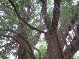 trees with large crowns close