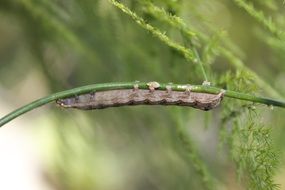 brown caterpillar on a green blade of grass