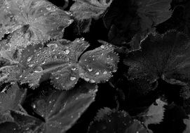 water drops on leaves, black and white