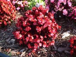 flowering begonia bushes in the garden