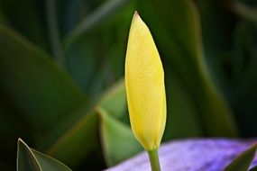 tulip, yellow flower bud close up