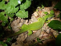 lizard forest reptile nature green