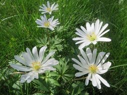 anemone nemorosa in the grass