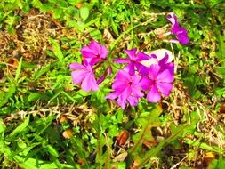 pink flowers with green leaves in the meadow