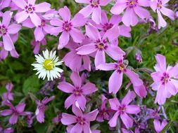 Purple flowers and white daisy