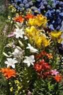 various colored garden flowers