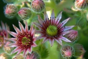 closeup photo of The houseleek - genus Sempervivum - are small plants of the family Crassulaceae