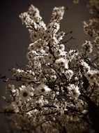 black and white picture of a flowering tree