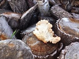 mushroom on a wood