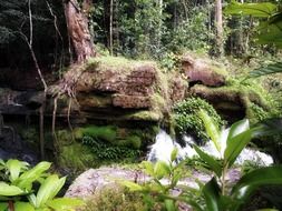 Green plants and rocks in the beautiful jungle in brazil