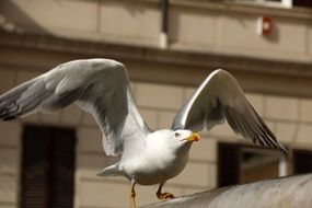 seemoeve gull in the city