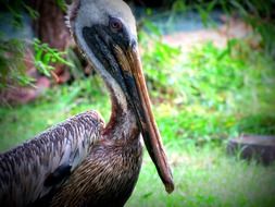 Brown pelican on meadow