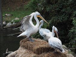 white pelicans on a rock