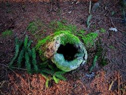 green moss on a stump in the forest in the dark