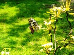 unimaginable yellow black flowers