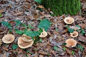mushrooms among the dry leaves in the autumn forest