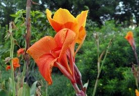 orange canna in nature india
