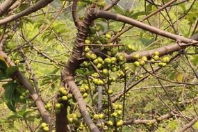 tree branches with fruits