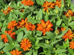 orange garden flowers in flowerbed