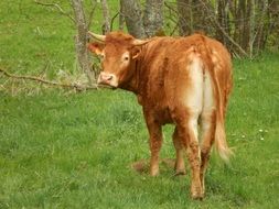 Cow on the prairie