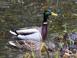 mallard couple in autumn