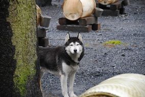 alaska dogs