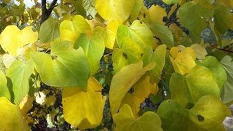 close up photo of yellow and green autumn foliage