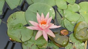 pink water lily flower and bud among leaves on pond