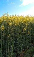 field of blooming rape, low angle view