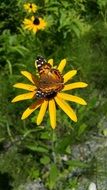 Tiger butterfly on yellow flower