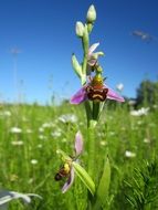 bee orchid in the summer sun