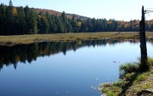 forest at still river, fall landscape