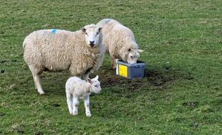 sheep on the countryside