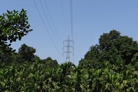 transmission line on a plantation in India