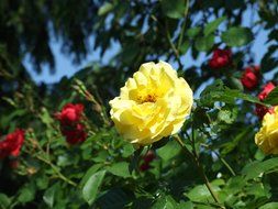 Yellow and red flowers on the bush