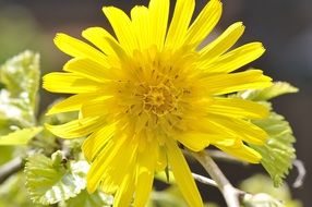 meadows dubius flower