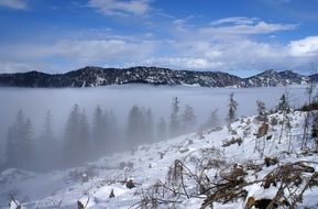forest in the alps in Berchtesgaden
