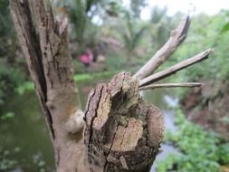 dry tree trunk in front of water