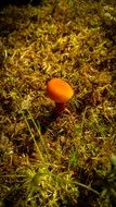 red mushroom on moss in forest