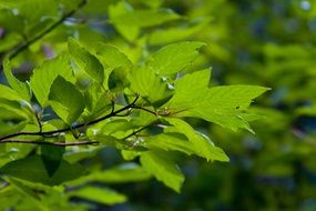 green foliage in the sunlight close up