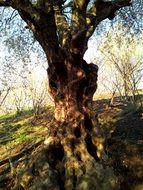 Beautiful landscape with olive tree and other colorful plants on the hill in Italy