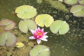 cute water lily in the pond