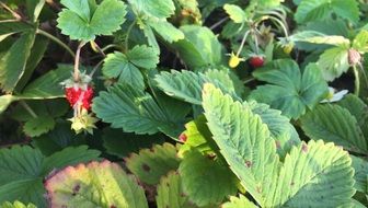 strawberry bushes