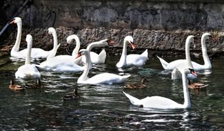 captivating swans