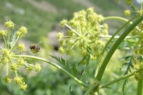 insect bee