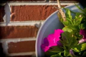 pink flowers in a pot near a brick wall